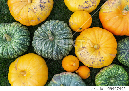 A flat lay photo of colorful pumpkins collected after harvest 69467405