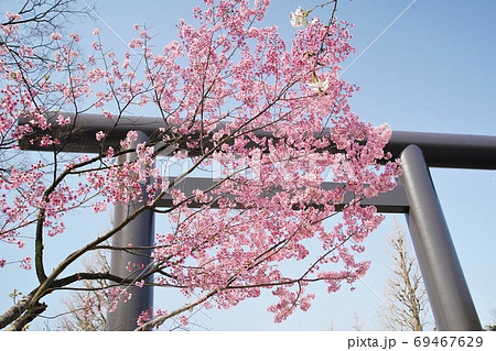 靖国の桜 靖国の桜 69467629