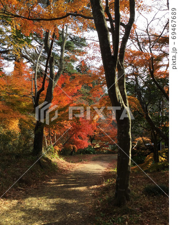 秋紅葉の小道 69467689