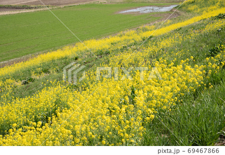 河川敷の菜の花 69467866