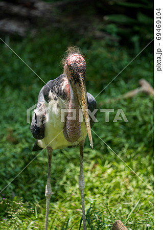 アフリカハゲコウ 69469104