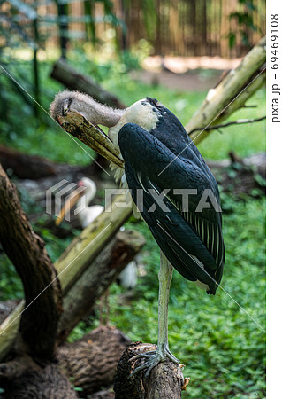 アフリカハゲコウ アフリカハゲコウ 69469108