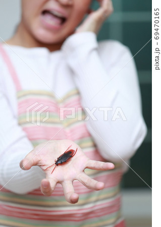 キッチンに現れたゴキブリを掴む主婦 キッチンに現れたゴキブリを掴む主婦 69470165