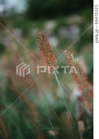 クローズアップ 植物 フル 69470325