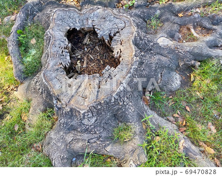 切り株 中が空洞 切り株 中が空洞 69470828