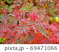 ナナカマドの紅葉 69471066
