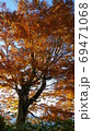 紅葉の樹木 69471068