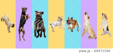 Creative collage of different breeds of dogs on colorful background Creative collage of different breeds of dogs on colorful background 69471500