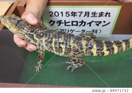 熱川バナナワニ園　クチヒロカイマン 69471732