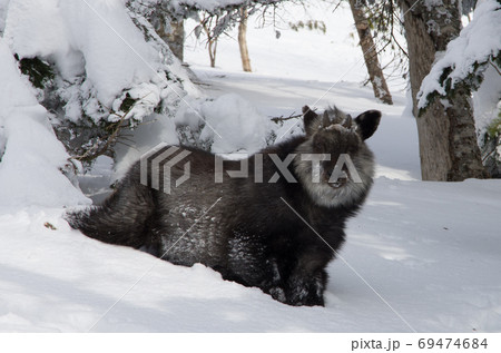 長野県の諏訪にある日本百名山 八ヶ岳 の天然記念物の野生動物のニホンカモシカの写真素材