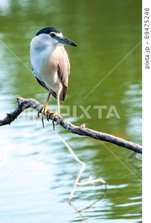 鳥 分枝 枝 69475246
