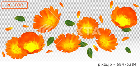 3D realistic marigold flower with green leaf. Yellow calendula flower in motion. Beautiful marigold background. Falling flower calendula. Vector illustration 69475284