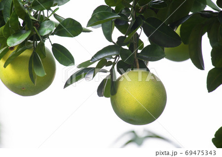 フルーツ 果物 果実 69475343