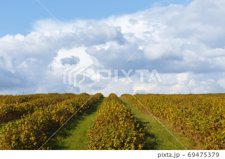 Green field of blackcurrant. 69475379