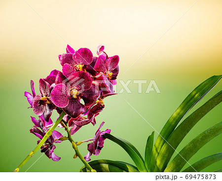 Orchid, Vanda sanderiana, considered as the Queen of Philippine Orchid, Vanda sanderiana, considered as the Queen of Philippine 69475873
