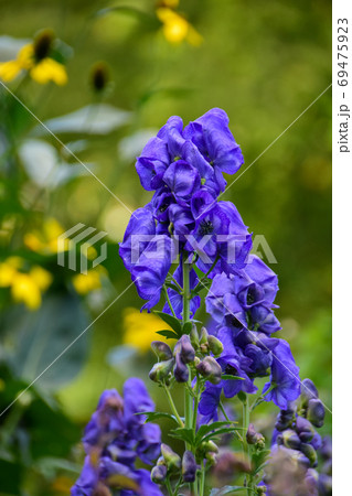 紫色のトリカブトの花 ビクトリア ブリティッシュコロンビア カナダ 紫色のトリカブトの花 ビクトリア ブリティッシュコロンビア カナダ 69475923