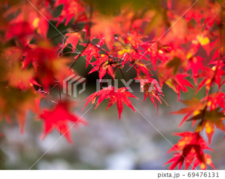 原不動滝公園の紅葉（兵庫県） 69476131