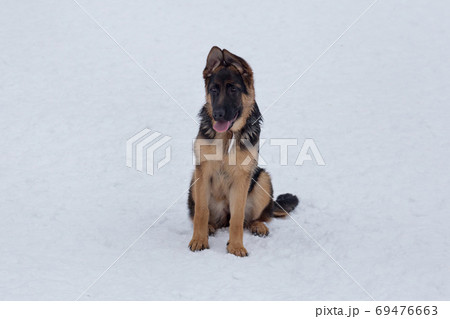 German shepherd dog puppy sitting on a white snow. 69476663