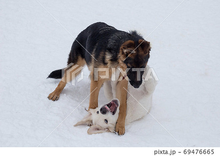 Labrador retriever puppy, german shepherd puppy. 69476665