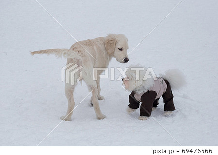 Labrador retriever puppy and bichon frise puppy. 69476666
