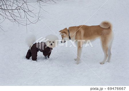 Cute akita inu puppy and bichon frise puppy. 69476667