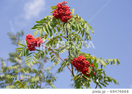 Twig of rowan tree with red ripe berries. 69476668