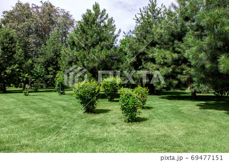 well maintained park with meadow green grass and pine trees in green spaces, sunny summer park with lawn, nobody. 69477151