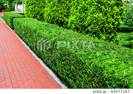 hedge of sheared square thuja bushes along the red pedestrian sidewalk in the backyard garden on a sunny summer day. 69477187