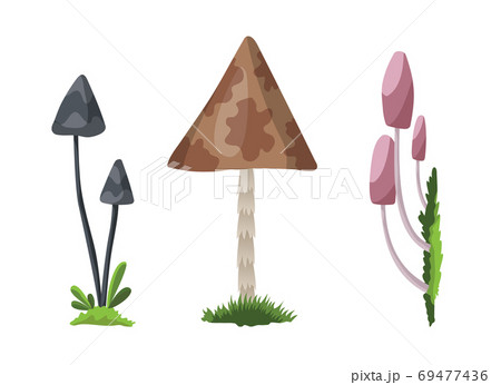 Mushroom and toadstool. Illustration of the different types of mushrooms on a white background. Colorful forest wild collection of assorted edible mushrooms and toadstools 69477436