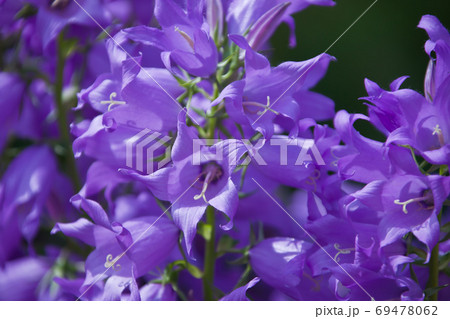 Flowers decorative bell Flowers decorative bell 69478062