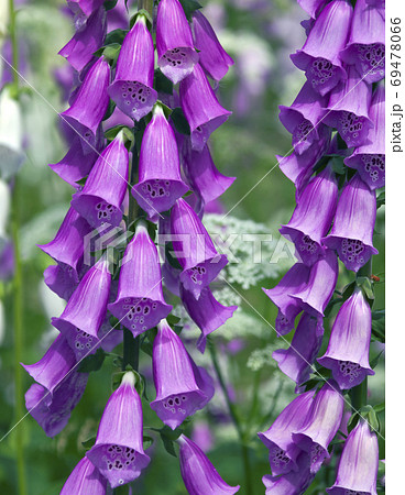Blooming Foxglove. Flowers, leaves, stems, inflorescence of digi 69478066