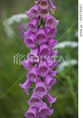 Blooming Foxglove 69478067