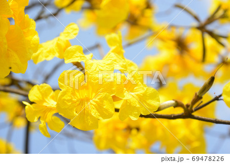 ブラジルの 春の花イッペーの写真素材