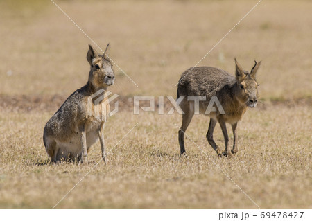 Patagonian cavy, Patagonia , Argentina 69478427