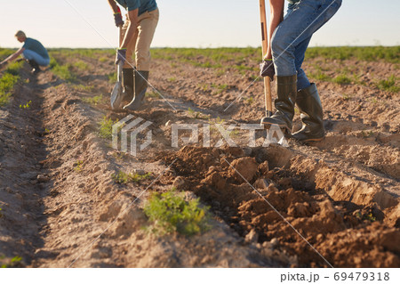 Male Workers at Plantation Close Up Male Workers at Plantation Close Up 69479318