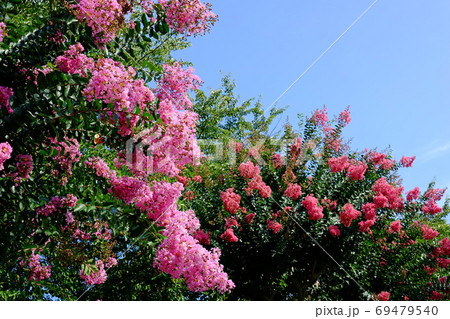 サルスベリの花 サルスベリの花 69479540