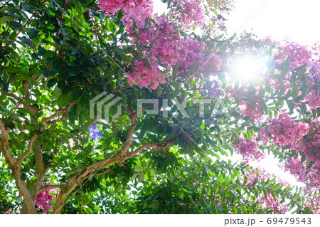 陽を浴びるサルスベリの花 陽を浴びるサルスベリの花 69479543