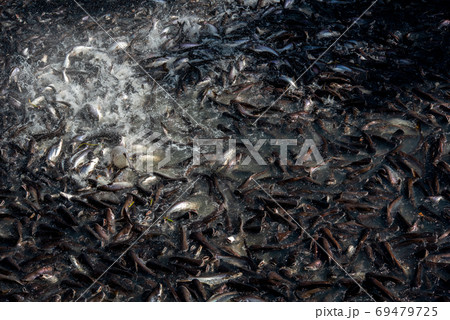 Pangasius and freshwater species in Asia are popular for food exports. Fish raised in a closed system 69479725