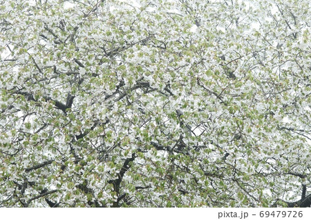 大島桜 オオシマザクラ 白い桜 葉桜の写真素材