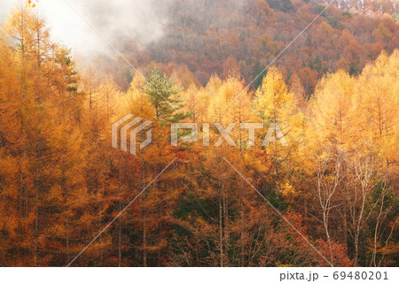 朝日に輝くカラマツの黄葉 朝日に輝くカラマツの黄葉 69480201