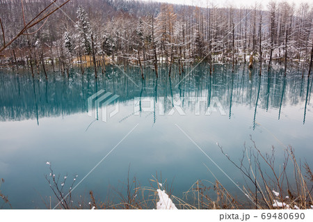 冬の初めの青い池 美瑛町の写真素材