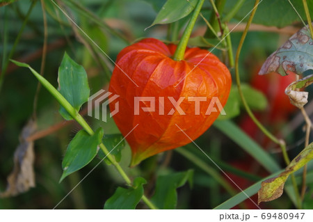 花 花 69480947