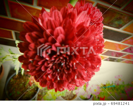 花 花 69481241