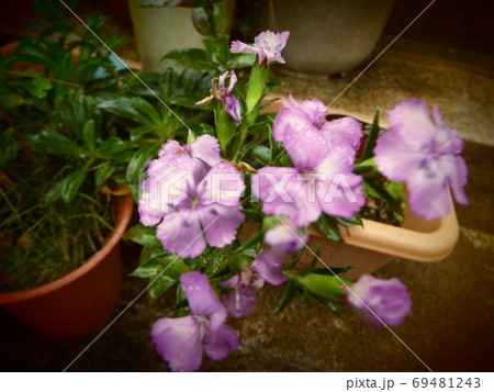 花 花 69481243