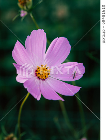 花 コスモス 花びらの写真素材