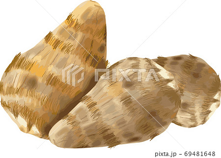 リアルな里芋のイラストのイラスト素材