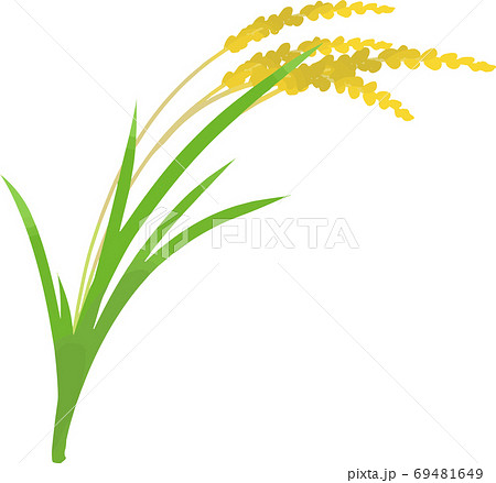 シンプルな稲穂のイラストのイラスト素材