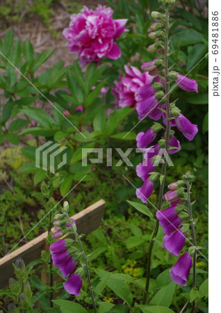 花 花 69481886