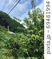 日本の田舎の若い栗のある風景 69481994