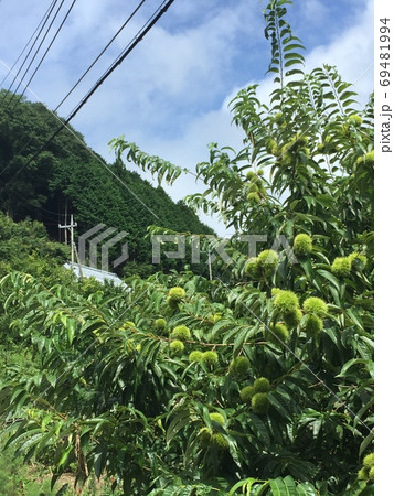 日本の田舎の若い栗のある風景 日本の田舎の若い栗のある風景 69481994